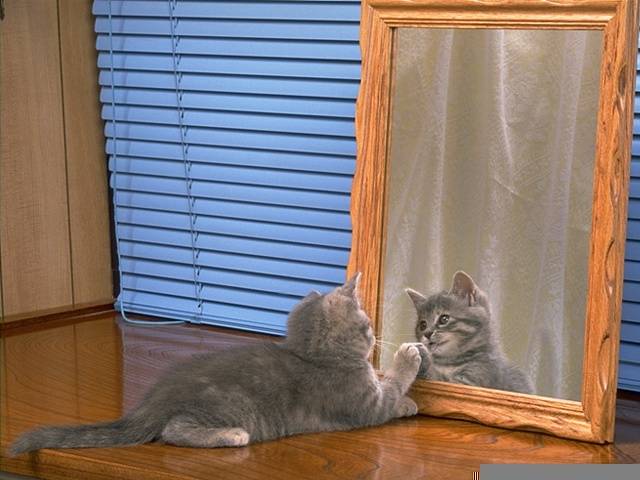 blog_chat_miroir