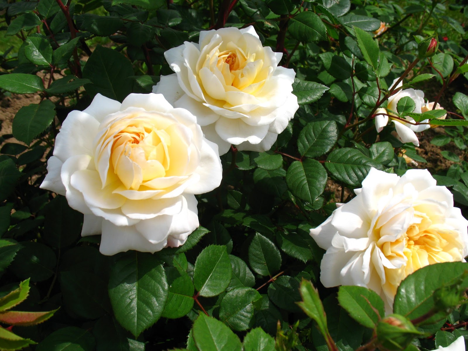 Les Trois Fleurs de Vie : Santé, Richesse, Amour