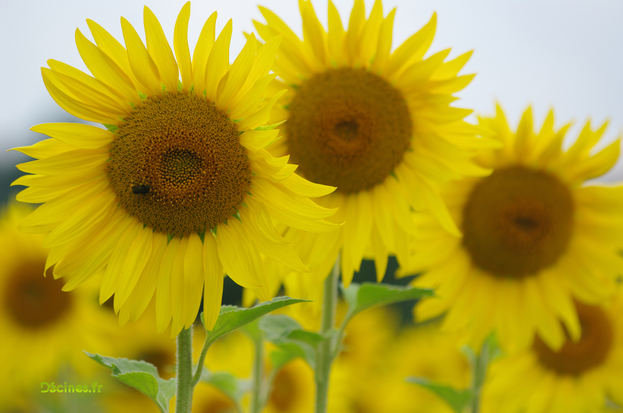 tournesols