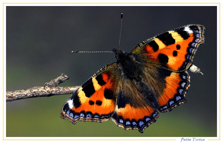 papillon